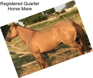 Registered Quarter Horse Mare