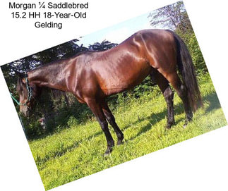 Morgan ¼ Saddlebred 15.2 HH 18-Year-Old Gelding