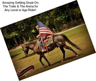 Amazing Gelding Great On The Trails & The Arena for Any Level or Age Rider!