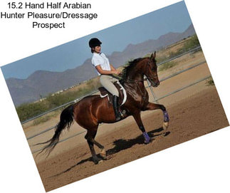 15.2 Hand Half Arabian Hunter Pleasure/Dressage Prospect