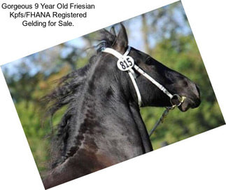 Gorgeous 9 Year Old Friesian Kpfs/FHANA Registered Gelding for Sale.