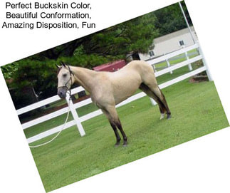 Perfect Buckskin Color, Beautiful Conformation, Amazing Disposition, Fun