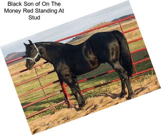 Black Son of On The Money Red Standing At Stud