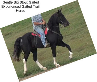 Gentle Big Stout Gaited Experienced Gaited Trail Horse