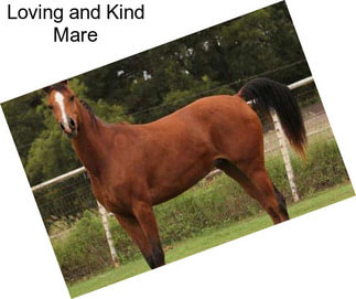 Loving and Kind Mare