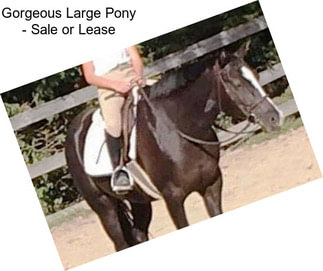 Gorgeous Large Pony - Sale or Lease