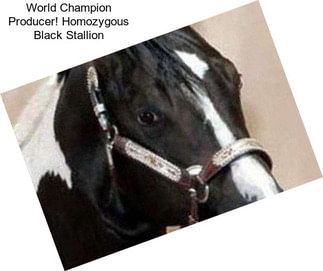 World Champion Producer! Homozygous Black Stallion