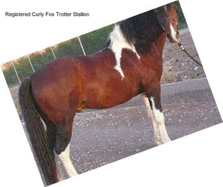 Registered Curly Fox Trotter Stallion