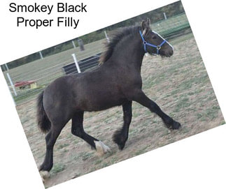 Smokey Black Proper Filly