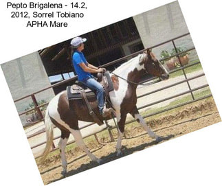 Pepto Brigalena - 14.2, 2012, Sorrel Tobiano APHA Mare