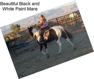 Beautiful Black and White Paint Mare