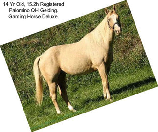 14 Yr Old, 15.2h Registered Palomino QH Gelding. Gaming Horse Deluxe.