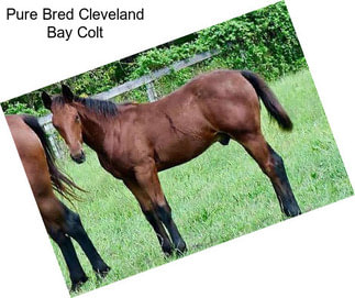 Pure Bred Cleveland Bay Colt