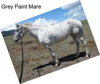 Grey Paint Mare