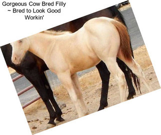 Gorgeous Cow Bred Filly ~ Bred to Look Good Workin\'