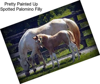 Pretty Painted Up Spotted Palomino Filly