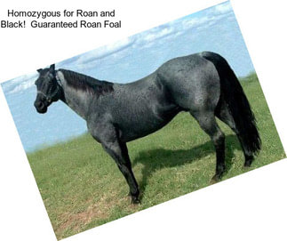 Homozygous for Roan and Black!  Guaranteed Roan Foal