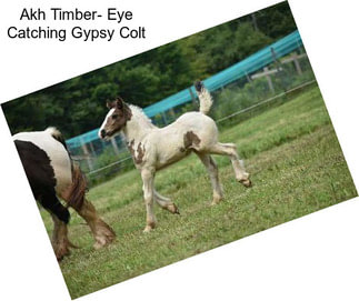 Akh Timber- Eye Catching Gypsy Colt