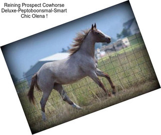 Reining Prospect Cowhorse Deluxe-Peptoboonsmal-Smart Chic Olena !
