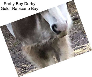 Pretty Boy Derby Gold- Rabicano Bay