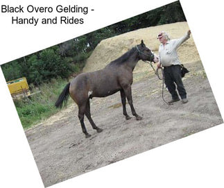 Black Overo Gelding - Handy and Rides