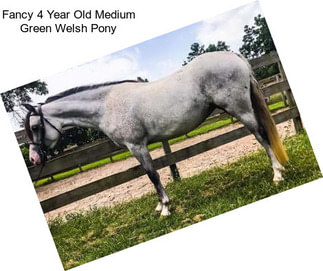 Fancy 4 Year Old Medium Green Welsh Pony