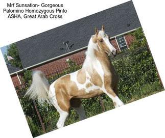 Mrf Sunsation- Gorgeous Palomino Homozygous Pinto ASHA, Great Arab Cross