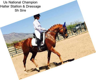 Us National Champion Halter Stallion & Dressage Sh Sire
