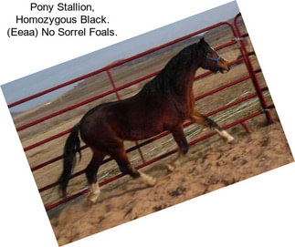 Pony Stallion, Homozygous Black. (Eeaa) No Sorrel Foals.