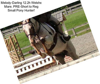Melody-Darling 12.2h Welshx Mare. PRE-Short to Reg Small Pony Hunter!