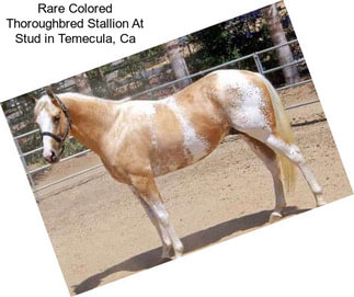 Rare Colored Thoroughbred Stallion At Stud in Temecula, Ca