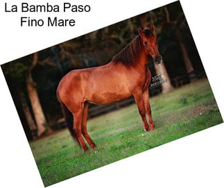 La Bamba Paso Fino Mare