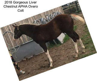 2018 Gorgeous Liver Chestnut APHA Overo Colt