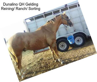 Dunalino QH Gelding Reining/ Ranch/ Sorting