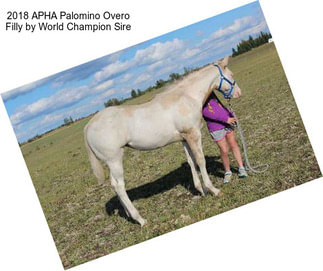 2018 APHA Palomino Overo Filly by World Champion Sire