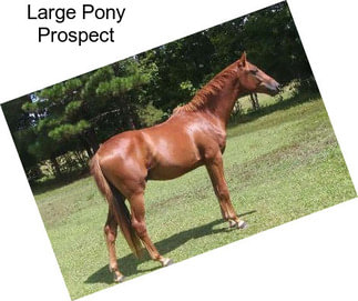 Large Pony Prospect