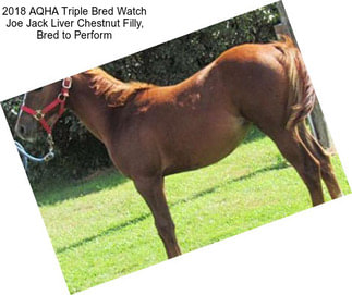 2018 AQHA Triple Bred Watch Joe Jack Liver Chestnut Filly, Bred to Perform