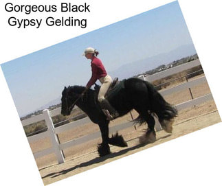 Gorgeous Black Gypsy Gelding