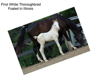 First White Thoroughbred Foaled in Illinois