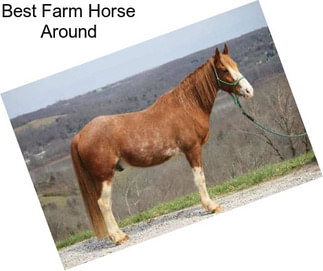 Best Farm Horse Around