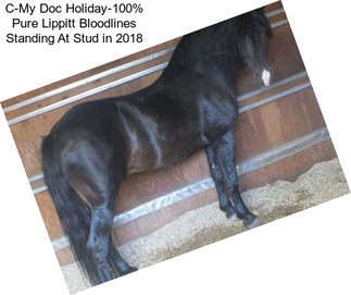 C-My Doc Holiday-100% Pure Lippitt Bloodlines Standing At Stud in 2018