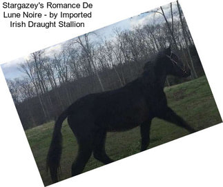 Stargazey\'s Romance De Lune Noire - by Imported Irish Draught Stallion