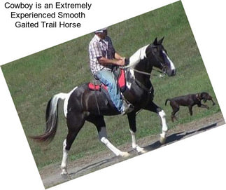 Cowboy is an Extremely Experienced Smooth Gaited Trail Horse