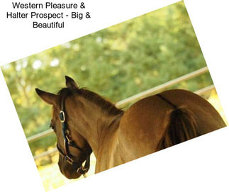 Western Pleasure & Halter Prospect - Big & Beautiful