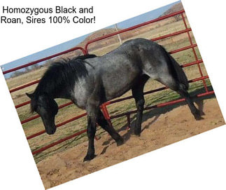 Homozygous Black and Roan, Sires 100% Color!