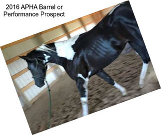 2016 APHA Barrel or Performance Prospect