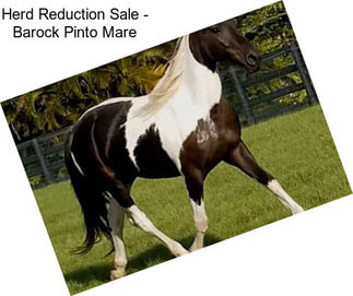 Herd Reduction Sale - Barock Pinto Mare
