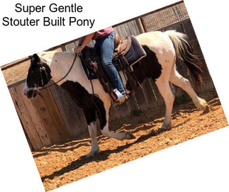 Super Gentle Stouter Built Pony