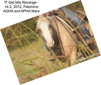 Tf Get Mia Revenge - 14.2, 2012, Palomino AQHA and APHA Mare