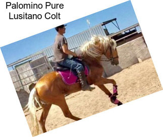 Palomino Pure Lusitano Colt